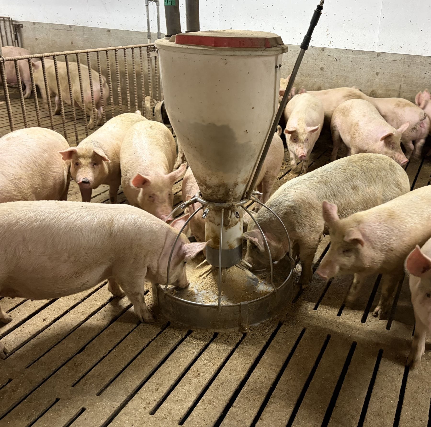 新鮮な餌