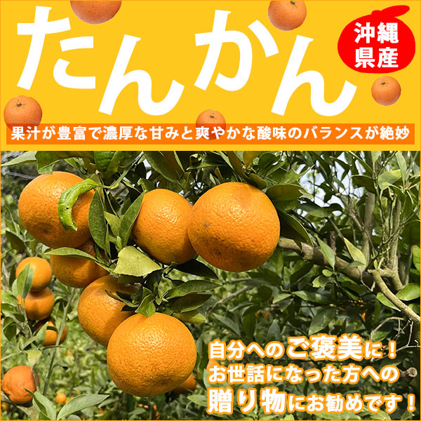 たんかん2026