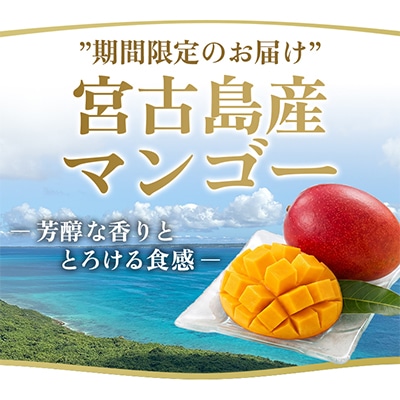 宮古島産マンゴー