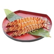 【 3320 】 久米島産 活車海老（Lサイズ） (お届け先が 沖縄本島内・沖縄県外 ) 産地直送 【 久米総合開発 】