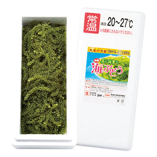 恩納村漁協 海ぶどう 300g