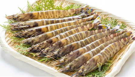 活車海老ギフト